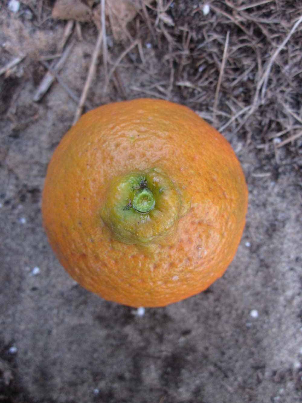              Fruit (Winter Haven, FL)       